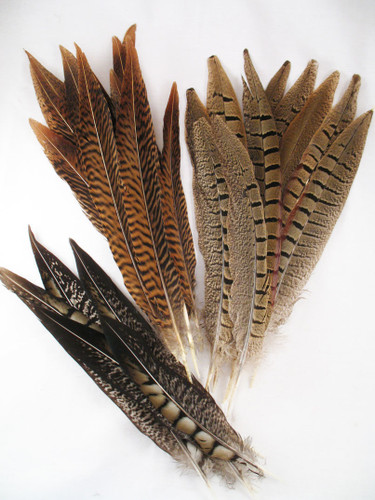 Pheasant Tail Feathers